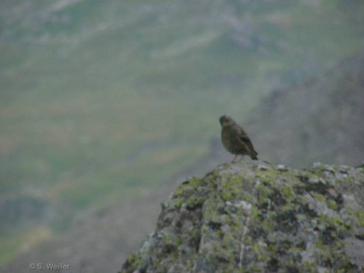 oiseau a identifier 